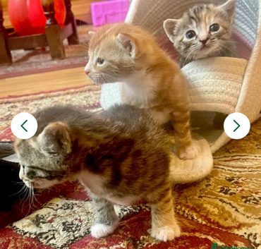 2 girl kittens