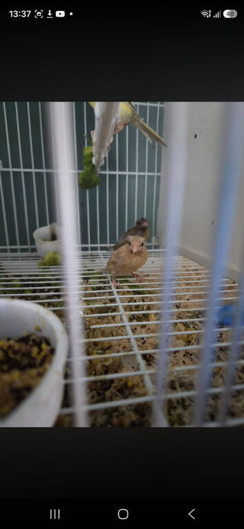 Raza canaries for sale