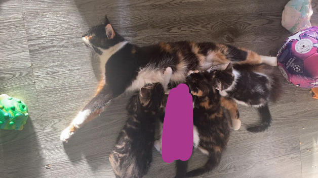 3 beautiful girl kittens