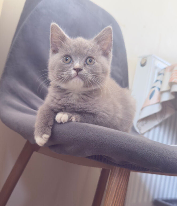 British Shorthair