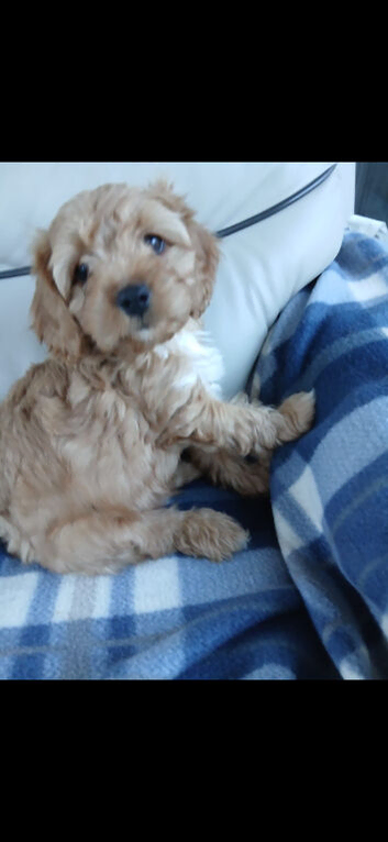 Cavapoo puppies for sale