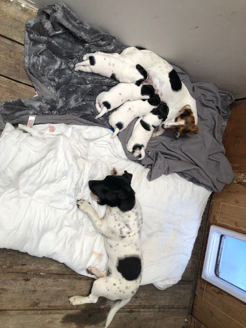 Gorgeous Jack Russell Pups &ndash; Ready For Forever Homes (Slightly Negotiable)