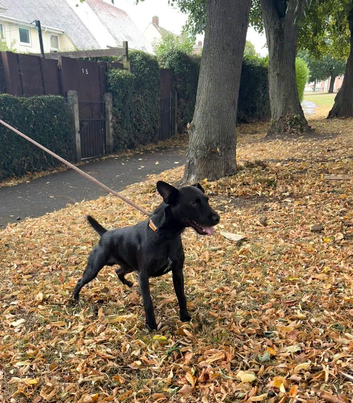 Patterdale for stud unproven