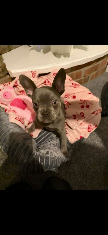 last of the littler beautiful frenchie