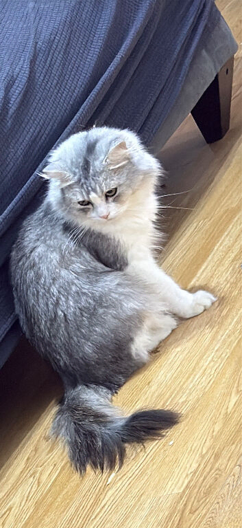 Cat