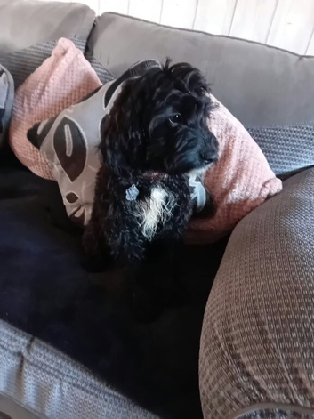 Female cockapoo
