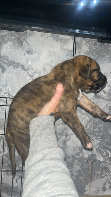 bull greyhound x deerhound bull grey hound Lurcher pups puppy puppies