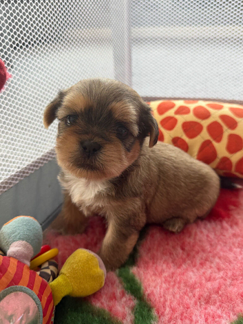 4 Gorgeous Shih Tzu boys available