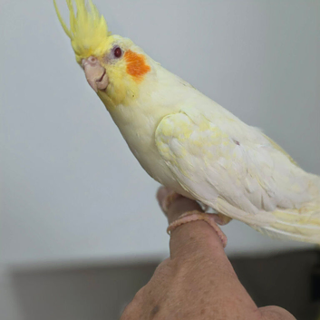 Hand Reared silly tame baby cockatiels with DNA