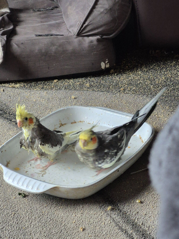 Baby cockatiels