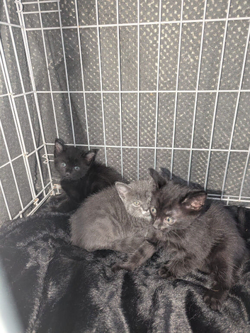 Kittens for sale