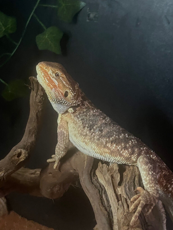 Bearded dragon and set up for sale