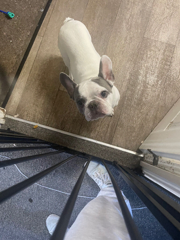 French bull dog