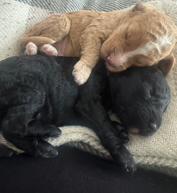 Cockapoo puppies