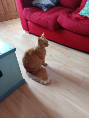 Found ginger cat, Matlock, yesterday, no collar, no bell, well looked after.