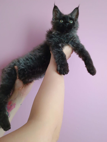 Maine Coon boy
