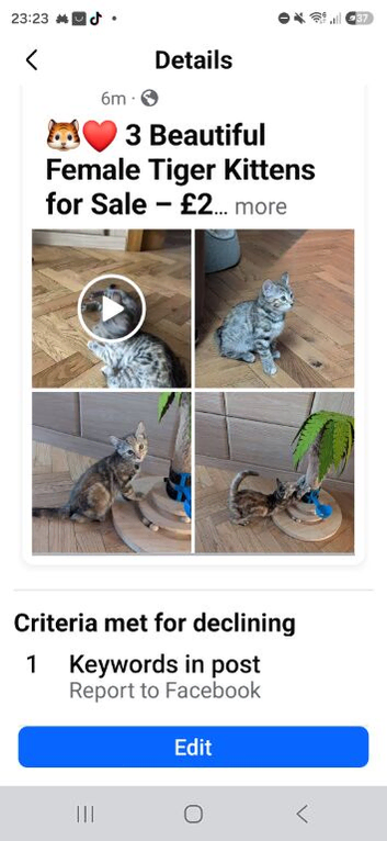 3 BEAUTIFUL TIGER KITTENS LOOKING FOR LOVING HOMES!