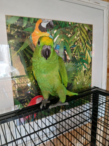 Yellow Crowned Amazon
