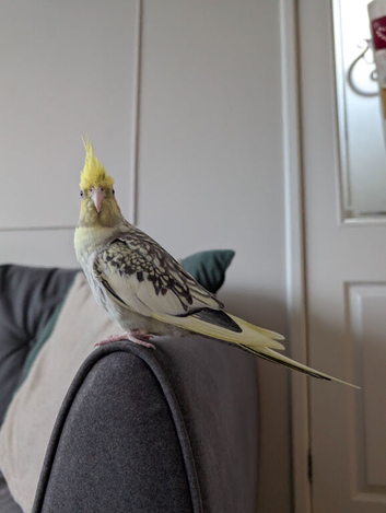 Female Cockatiel for adoption