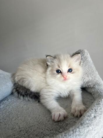 Registered Ragdoll kittens for sale
