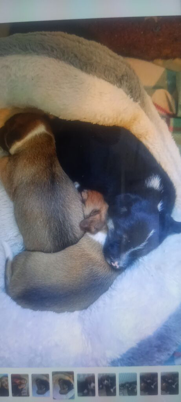 Two male adorable Jack Russells