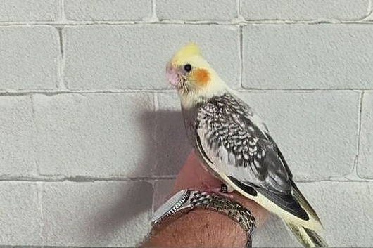 Baby cockatiels friendly different mutations