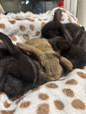 4 beautiful mini lop bunnies