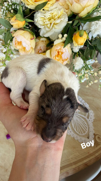 Cocker spaniel puppy&rsquo;s for sale