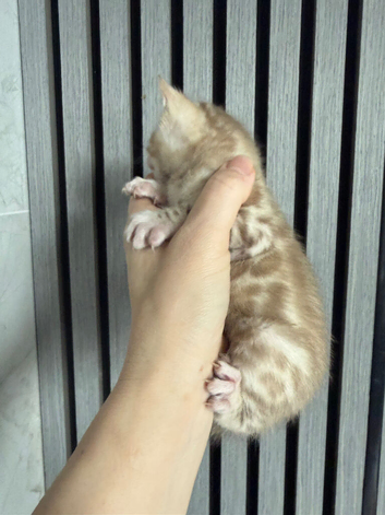 Bengal kittens