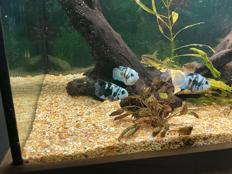 Polar cichlids.