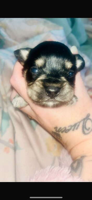 Schnocker pups miniature schnauzer x spaniel hybrid designer