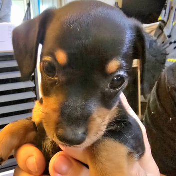 Miniature Jackshund