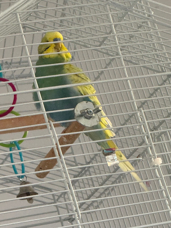 Talking budgie