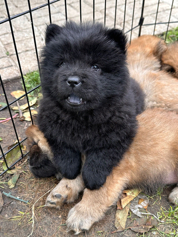 Chow Chow Puppies Black&Red