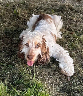 Cocker spaniel