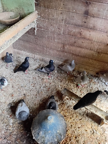 Homing pigeons. Rare coloura