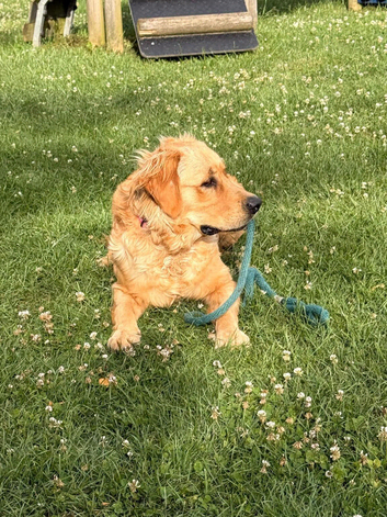 KC registered Golden Retriever male