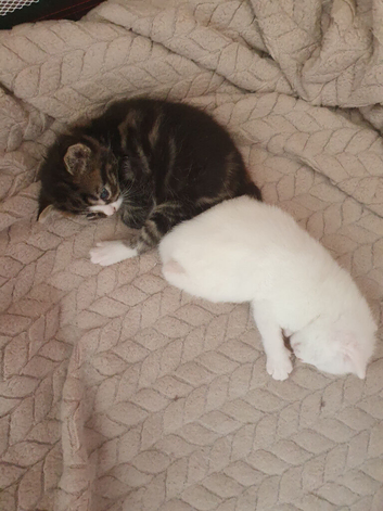2 kittens for sale