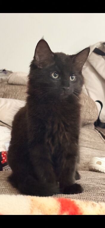 2 BEAUTIFUL KITTENS