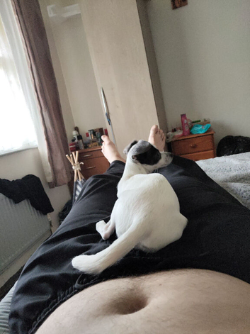 9 month old jackawawa for sale