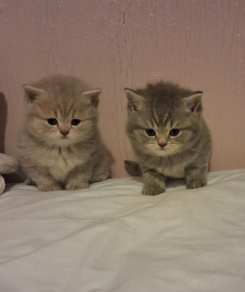 British short hair kittens