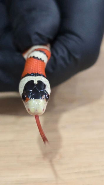 Arizona Mountain Kingsnake Juvenile