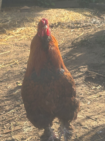 Cockerel &pound;10 to hen loving home