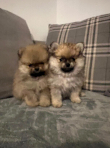 Beautiful KC Registered Pomeranian Puppies