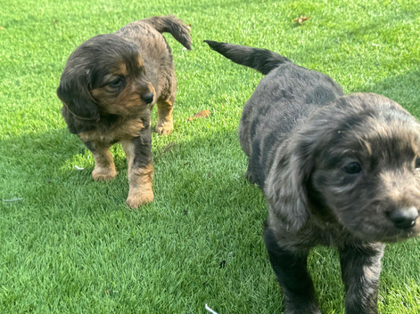2 female cocker spaniel puppies