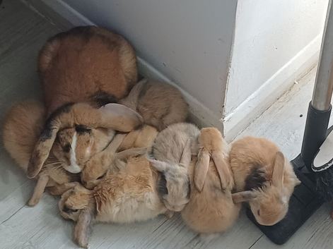 Baby bunnies 4 sale
