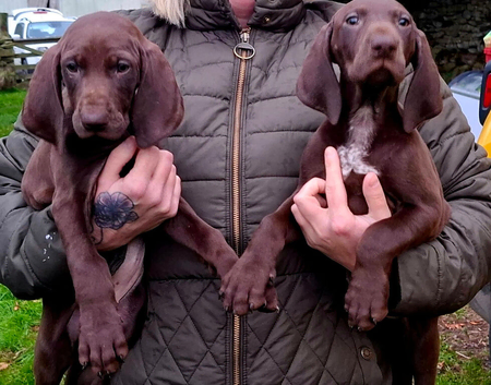 GSP puppies available to reserve
