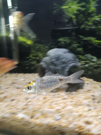 2x mirror carp