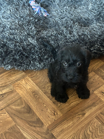 Wired haired Dachshund x female puppy