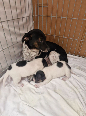 Jack Russell puppies